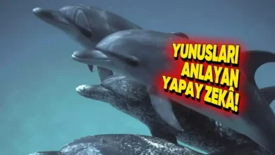 Google'dan Yunuslarla Konuşan Yapay Zekâ
