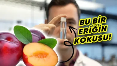 Bilim İnsanları, Kokuyu "Işınlamayı" Başardı: Peki Iyi mi? 7 Bilim İnsanları, Kokuyu "Işınlamayı" Başardı: Peki Nasıl?