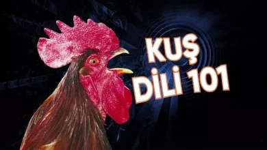 Yapay Zekâ ile Tavuk ve Horozların Sesleri Tercüme Edilecek