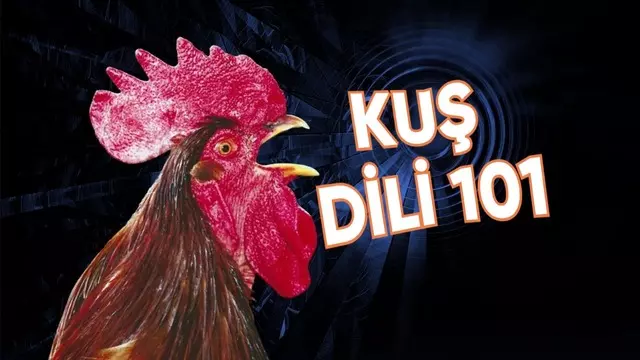 Yapay Zekâ ile Tavuk ve Horozların Sesleri Tercüme Edilecek