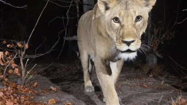 Google, Yaban Hayatı Yapay Zekalı Kameraları ile İzliyor