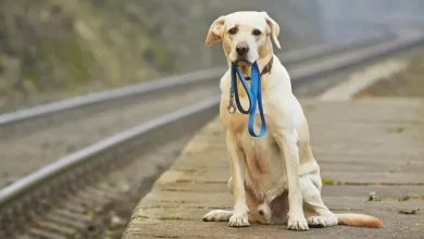 Çinli Yapay Zeka, Kaybolan Köpekleri Burun İzleriyle Buluyor
