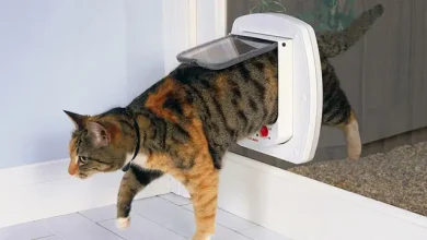 Amazon Mühendisi, Yapay Zeka Destekli Kedi Kapısı Geliştirdi