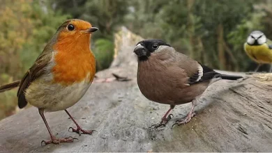 Kuşları Seslerinden Tanıyan Yapay Zeka Yazılımı Geliştirildi
