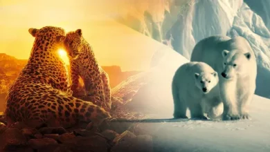 Netflix’in Ücretsiz Olarak Yayınladığı 10 Belgesel