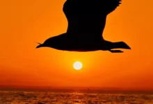 vivo, Mükemmel Gün Batımı Fotoğrafları İçin Tüyolar Paylaştı