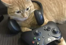 Stray, Çok Yakında Xbox İçin Yayınlanabilir!