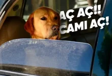 Arabaların Arka Camları Neden Tam Açılmıyor?