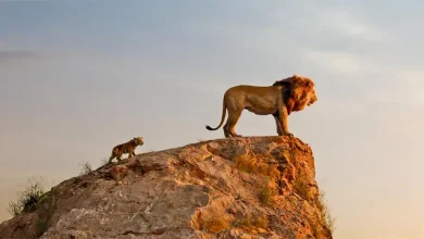 Disney, Lion King’in İkinci Filmini Yapacağını Duyurdu