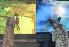 Kedi Simülasyonu Stray, Gerçek Kedileri Çıldırttı [Video]