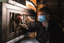 Yeni Jurassic World Filminden Minik Dinozorlu Set Fotoğrafı