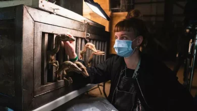 Yeni Jurassic World Filminden Minik Dinozorlu Set Fotoğrafı