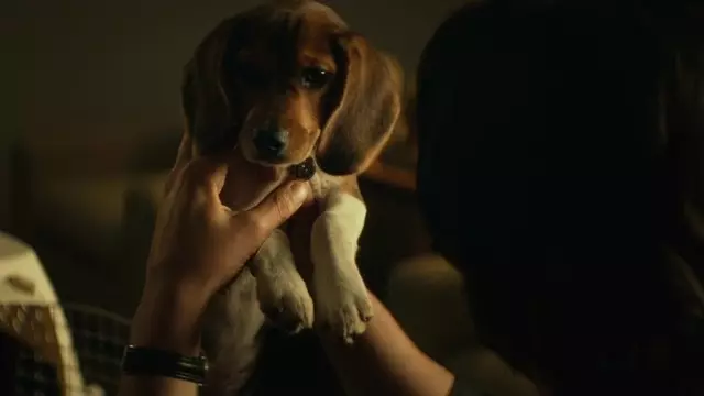 John Wick Serisinin Yönetmenleri 'Wick'in Köpeği'ni Anlattı