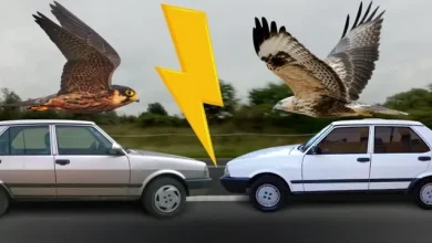 Tofaş Şahin ve Doğan Arasındaki Farklar Neler?