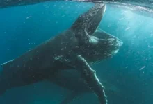 Netflix, 10 Adet Belgeseli YouTube'da Ücretsiz Yayınladı