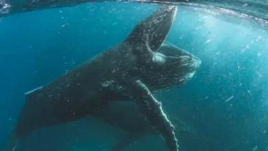 Netflix, 10 Adet Belgeseli YouTube'da Ücretsiz Yayınladı