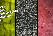 Her Gün Gördüğümüz Nesnelere Mikroskobik Kamerayla Baktık!