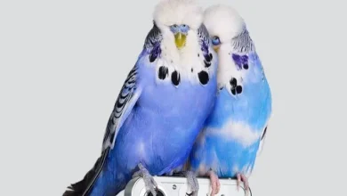 Nothing Phone 1'in İlk Tanıtım Görseli Gösterildi 3 Nothing Phone 1'in İlk Tanıtım Görseli Yayınlandı