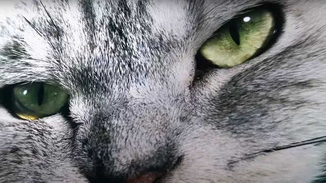 Telefonlara Gelecek 200 MP Kamera ile Çekilen Kedi Fotoğrafı 1 Telefonlara Gelecek 200 MP Kamera ile Çekilen Kedi Fotoğrafı