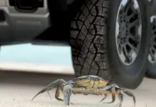 Elektrik Motorlu Hummer'ın Yengeç Modu Özelliği Gösterildi