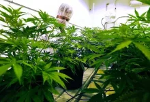 Yozgat'ta Yerli Otomobil İçin Kenevir Ekildi