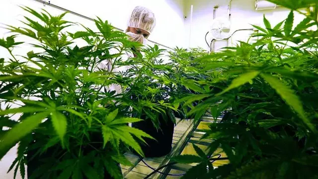 Yozgat'ta Yerli Otomobil İçin Kenevir Ekildi