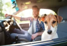 Köpekli Yolculukların Daha Güvenli Olduğunu Ortaya Çıktı