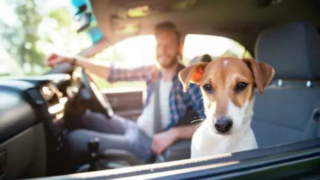 Köpekli Yolculukların Daha Güvenli Bulunduğunu Ortaya Çıktı 1 Köpekli Yolculukların Daha Güvenli Olduğunu Ortaya Çıktı