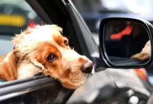 Otomobil Sürebilen Köpeklerin Otonom Sistemlerle Bağlantısı