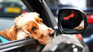 Otomobil Sürebilen Köpeklerin Otonom Sistemlerle Bağlantısı