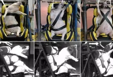 Çin’de Çarpışma Testleri İçin Domuzlar Kullanılıyor