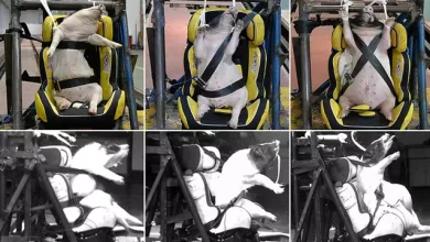 Çin’de Çarpışma Testleri İçin Domuzlar Kullanılıyor