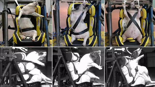 Çin’de Çarpışma Testleri İçin Domuzlar Kullanılıyor