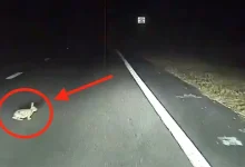 Tesla Model S, Bu Kez Bir Tavşanın Hayatını Kurtardı