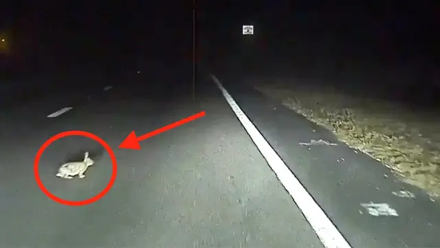Tesla Model S, Bu Kez Bir Tavşanın Hayatını Kurtardı