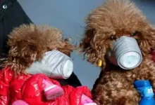 Corona Virüsü İlk Defa Bir Köpekte Görüldü