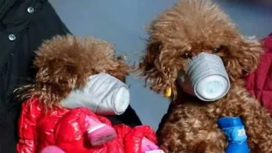 Corona Virüsü İlk Defa Bir Köpekte Görüldü