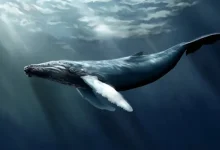 Bakan Ahmet Arslan’dan Mavi Balina İtirafı: Engelleyemiyoruz