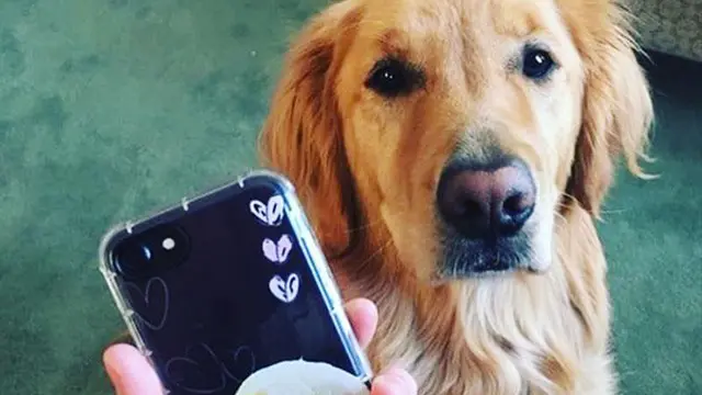 iPhone, iOS 13'le Birlikte Evcil Hayvanlarınızı Tanıyacak