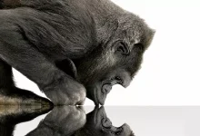 Gorilla Glass'ın Yükselişi ve Telefon Endüstrisine Katkıları