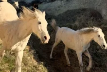 Apple, Türk Çocuklar Tarafından Çekilen Fotoğrafları Paylaşt