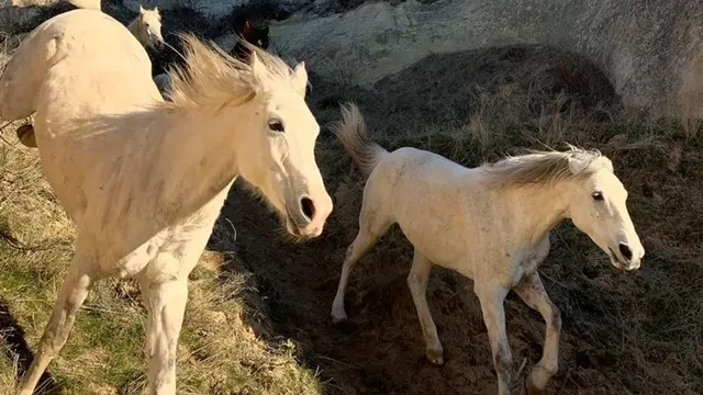 Apple, Türk Çocuklar Tarafından Çekilen Fotoğrafları Paylaşt