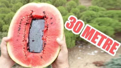 iPhone Xs Max'i Karpuza Yerleştirip 10. Kattan Aşağıya Attık