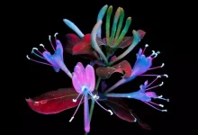 Birbirinden Güzel iPhone Duvar Kağıtları