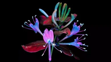 Birbirinden Güzel iPhone Duvar Kağıtları